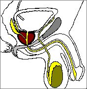 Prostata