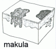 makula