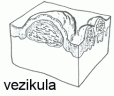 vezikula